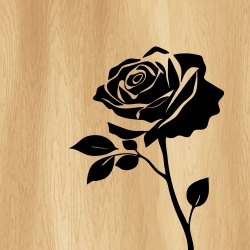 rose_flower_00015_