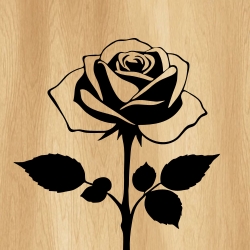 rose_flower_00016_