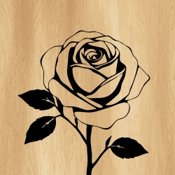 rose_flower_00017_