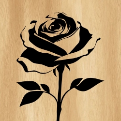 rose_flower_00019_